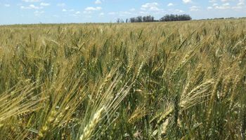 En Santiago del Estero el trigo toca rindes de hasta 6000 kilos