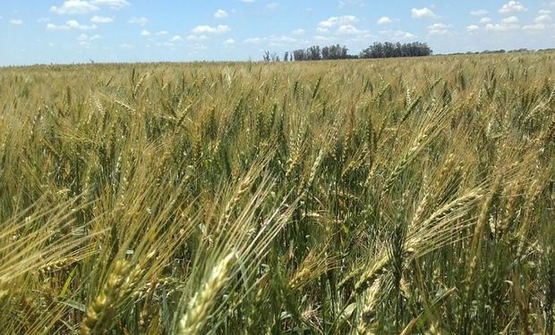 El cereal, con buen potencial en la zona de Angélica, Santa Fe. Foto: Gentileza Mario F. Osuna