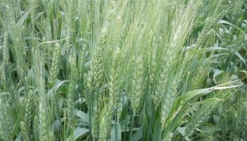 ¿Cómo viene la campaña agrícola en el sudeste bonaerense?