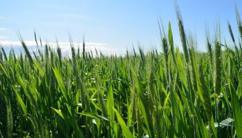 Los números vuelven a ser favorables para el trigo