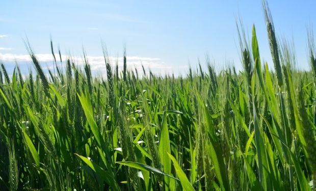 El Producto Bruto Triguero (PBT) en 2016/17 es estimado en 2707 millones de dólares versus 1356 millones en 2015/16.