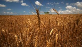 El trigo no logrará la gran marca del año pasado