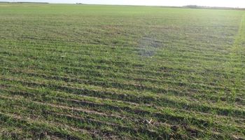 100 mil hectáreas menos de trigo