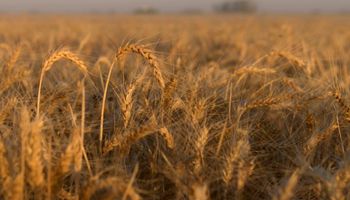 Ventas de trigo al sector exportador aumentaron 200%