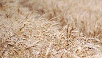 Cereales: distinción internacional al aporte del INTA