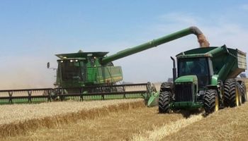 Trigo: los primeros lotes trillados sorprendieron con sus resultados en la zona núcleo
