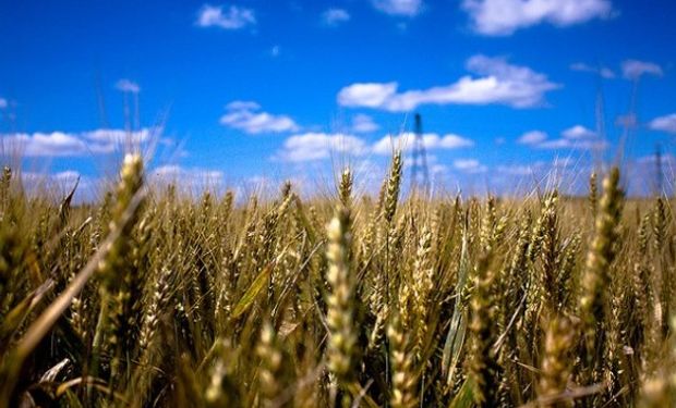 El trigo cayó casi un 3 por ciento el Viernes luego de que el USDA informara un área de siembra de trigo de invierno.