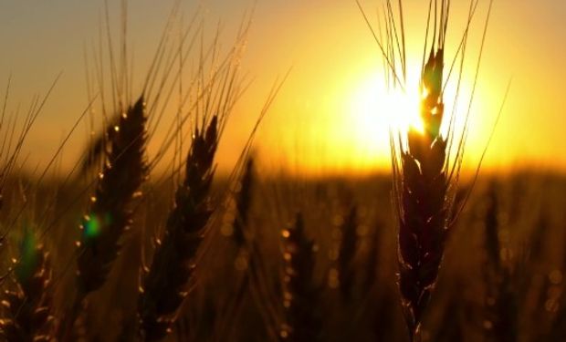 La consultora privada Strategie Grains ubicó la producción de trigo de la Unión Europea en los niveles más bajos de los últimos seis años