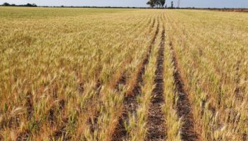 Trigo: "Un año que será para el olvido para los productores de Córdoba"