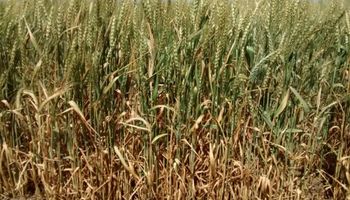 175 mil hectáreas quedarían marginadas de la cosecha de trigo
