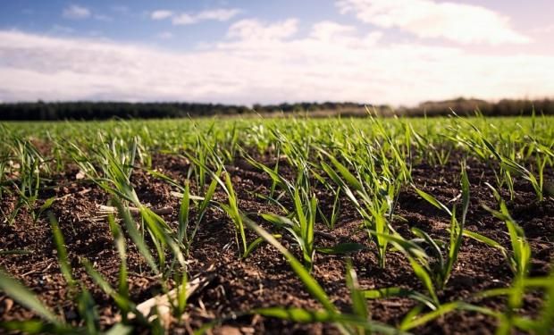 Peso y proteína serán dos de las mayores exigencias de los compradores.