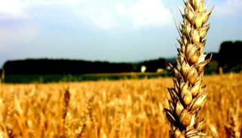 Incertidumbre comercial golpea al trigo nuevo