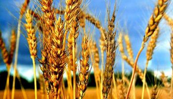 Trigo en Argentina: "Hay que dejar hacer lo que el sector sabe"