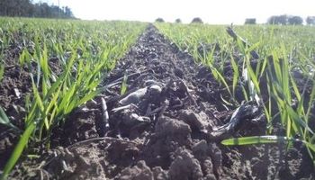 Con una caída en el área, se da por finalizada la siembra de trigo