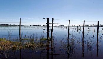 Estiman que un 7,8 % del área de trigo estaría comprometida