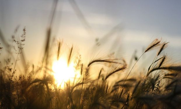 Mientras la afluencia del producto comienza a tomar celeridad, la exportación se muestra muy pasiva en la originación del producto.