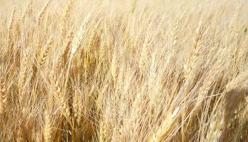 Situación actual del trigo: ¿cuándo será el destape del cereal?