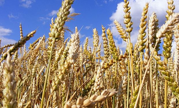 El ministro destacó que se “acordó un mecanismo para garantizar que el precio íntegro de trigo sea lo más similar posible al que reciba el pequeño productor”.