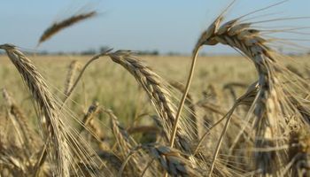 El trigo vuelve a generar expectativas