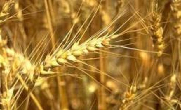Brasil se prepara para comprar trigo en EE.UU.