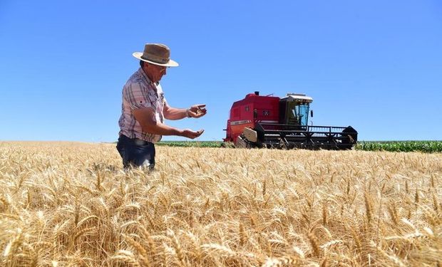 Grandes productores de carne de Brasil buscan originar trigo para reemplazar al maíz