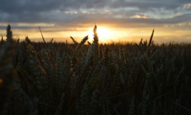 El trigo alcanza un máximo de 11 semanas producto de la seca que afecta a las llanuras trigueras en Estados Unidos.