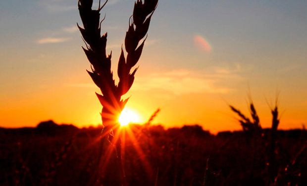 Amplios suministros a nivel mundial presionan al cereal.