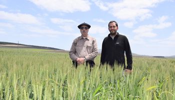 En el campo de los Benetton el trigo rinde hasta 7.509 kg/ha: cómo producen