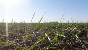 Falta de agua amenaza la implantación de la última tanda del trigo
