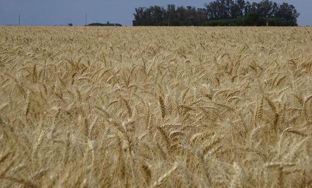 Trigo argentino.