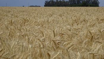 El desafío de posicionar al trigo argentino como marca en el mundo