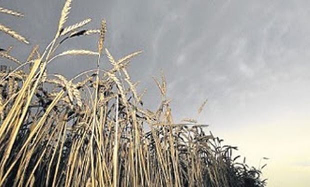 El Niño amenaza con golpear producción mundial de alimentos