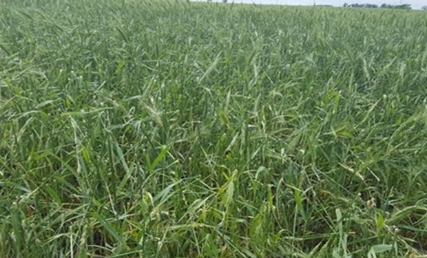 Trigo. Foto: Bolsa de Comercio de Santa Fe