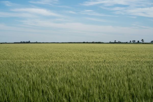 trigo en un campo