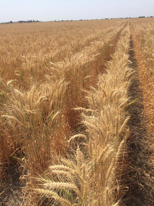 trigo campo en argentina