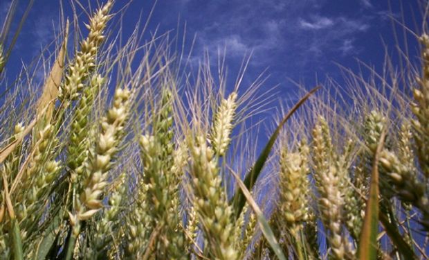 Por tercer año consecutivo, la cosecha mundial de trigo sería récord.