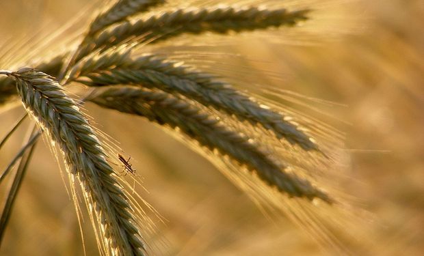 Al trigo sólo le falta un mercado transparente