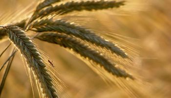 Por el mal clima, China tendrá que importar trigo