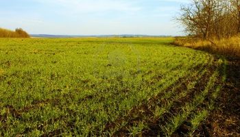 Mejoraría siembra de trigo en Rusia