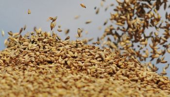 Trigo: productores ya vendieron la mitad de la cosecha