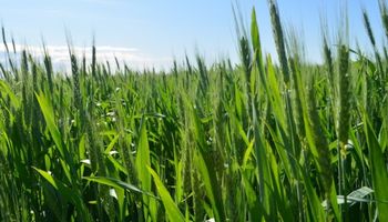 Stoller ofrece dos nuevos packs con biofertilizantes para trigo