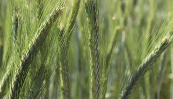 Cómo se debe fertilizar el trigo: consejos para el manejo de fósforo, nitrógeno, azufre y zinc