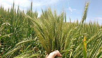 La falta de agua impacta sobre la fertilización: ¿Se quiebra el potencial del trigo este año?
