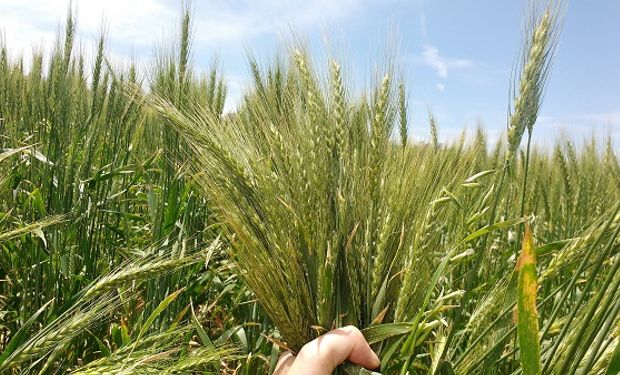 La falta de agua impacta sobre la fertilización: ¿Se quiebra el potencial del trigo este año?