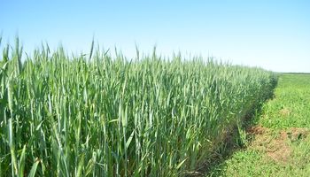 Claves y secretos de la fertilización en el trigo