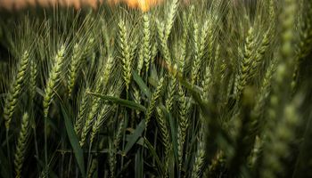 Trigo y cebada: el potente insumo "banda verde" que con menos de un litro por hectárea compensa la inversión con rinde