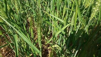 El trigo atraviesa la etapa clave de floración sin lluvias y aumentan los daños en los lotes santafesinos
