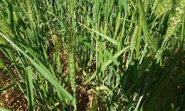 El trigo atraviesa la etapa clave de floración sin lluvias y aumentan los daños en los lotes santafesinos