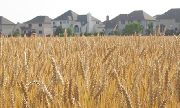 Cosecha de trigo de Francia en 2013 será la mayor en 9 años