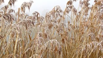 Una semana de invierno pero sin frío polar